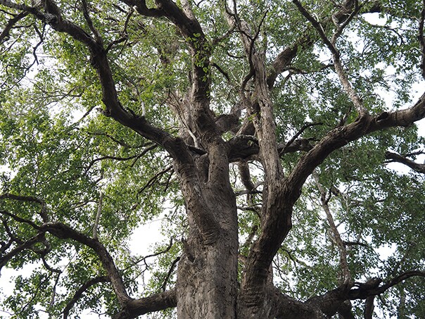 ไม้ Indian rosewood เป็นวัสดุที่สำคัญสำหรับกีตาร์อะคูสติก
