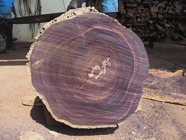 ไม้ Indian rosewood เป็นวัสดุที่สำคัญสำหรับกีตาร์อะคูสติก